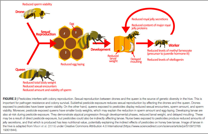 Le déclin des abeilles, un problème économique